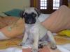 Lovely-pug-Puppy-For-Sale
